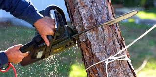  Boulder Creek, CA Tree Care Pros