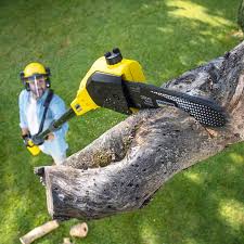 Reliable Boulder Creek, CA Tree Care Solutions