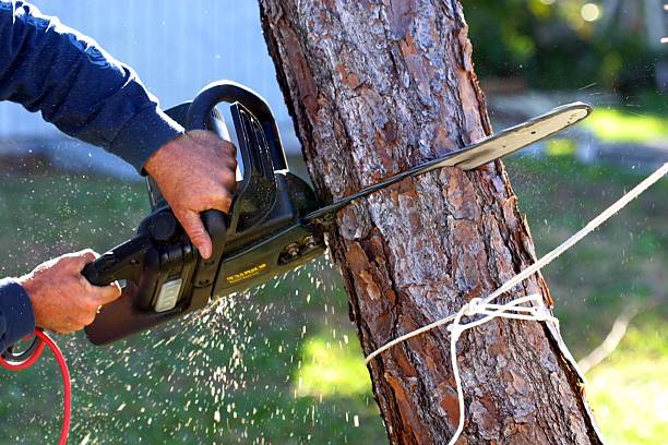 How Our Tree Care Process Works  in  Boulder Creek, CA