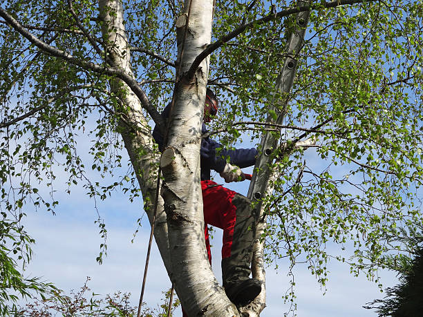 Best Root Management and Removal  in Boulder Creek, CA