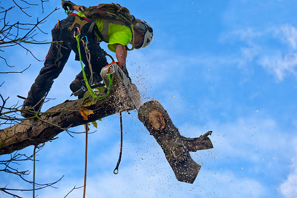 Lawn Pest Prevention in Boulder Creek, CA